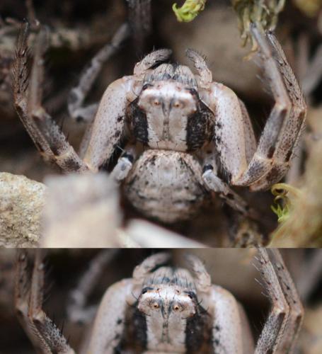 Psammitis sp.